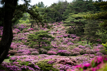 万年山のミヤマキリシマ