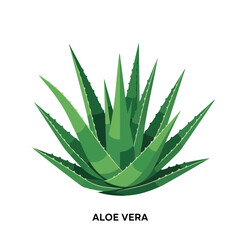 Fototapeta premium Aloe vera plant isolated on white. Fresh aloe vera plant for cosmetic use and home remedy, aloe vera plant is shown in detail. Representing natural aloe vera,