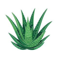 Fototapeta premium Illustrative Aloe vera with succulent green leaves against white background. Detailed Aloe vera plant shows its spiky structure and medicinal qualities, making it ideal for natural remedies.