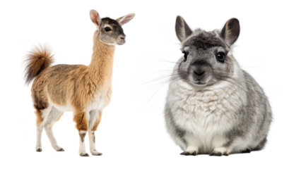 Llama Animal and Chinchillas Animal Animal isolated on transparent background 