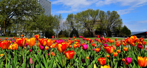 The gardens of the parliament in spring, Québec, Canada