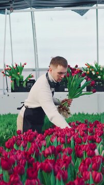 Young man works in a greenhouse carefully harvesting burgundy tulip flowers grown hydroponic. A worker or owner in a greenhouse on a bed collects tulips for sale in flower shops. Growing tulips.