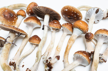 Psilocin Psychedelic Mushrooms Psilocybin Medicine Therapeutic Research Background