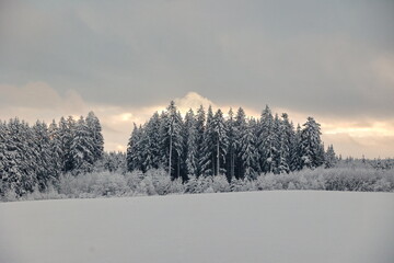 Snowy field with trees in the background