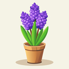 Vibrant purple hyacinth flowers blooming in a terracotta pot with green leaves