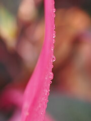 植物館の葉の雫をマクロ撮影した写真