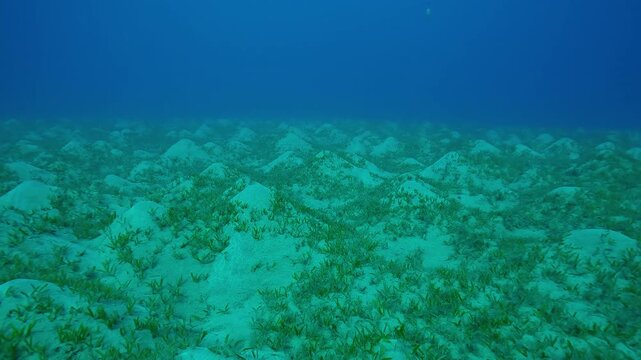 Forward movement above hilly seagrass meadow covered with Smooth ribbon seagrass, Cymodocea rotundata on turquoise water background, Slow motion
