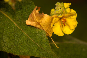 yellow leaf on a green background