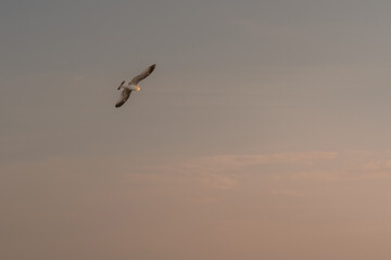 Dramatic photo of seagull in flight over calm Baltic sea during a golden sunset. Tranquil ocean waves reflection the sunlight, creatiting peaceful and minimalistic composition. Wildlife