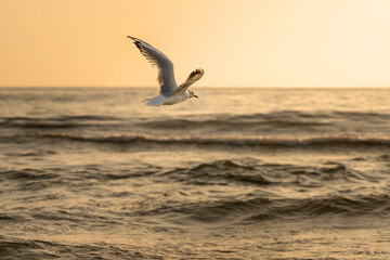 Dramatic photo of seagull in flight over calm Baltic sea during a golden sunset. Tranquil ocean waves reflection the sunlight, creatiting peaceful and minimalistic composition. Wildlife
