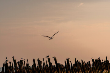 Dramatic photo of seagull in flight over calm Baltic sea during a golden sunset. Tranquil ocean waves reflection the sunlight, creatiting peaceful and minimalistic composition. Wildlife