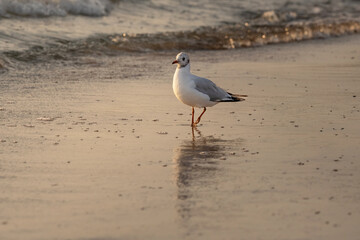 Close-up photo of seagul walking along the sandy beach with gentle sea waves washing the stone in the background. Lighting suggest calm, serene atmosphere, sunset. Wildlife photography