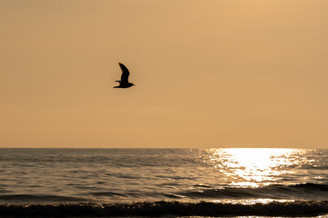 Dramatic photo of seagull in flight over calm Baltic sea during a golden sunset. Tranquil ocean waves reflection the sunlight, creatiting peaceful and minimalistic composition. Wildlife