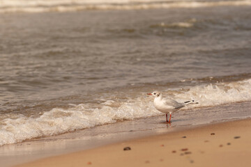 Close-up photo of seagul walking along the sandy beach with gentle sea waves washing the stone in the background. Lighting suggest calm, serene atmosphere, sunset. Wildlife photography