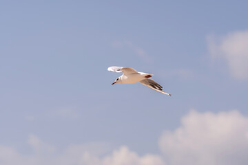 Clear and detail photo of seagull mid-flight against a bright blue sky with scattered soft clouds. Image captures the elegant and grace of bird in motion, creating clean and uplifting composition