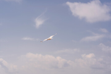 Clear and detail photo of seagull mid-flight against a bright blue sky with scattered soft clouds....