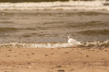 Close-up photo of seagul walking along the sandy beach with gentle sea waves washing the stone in the background. Lighting suggest calm, serene atmosphere, sunset. Wildlife photography