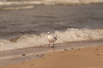 Close-up photo of seagul walking along the sandy beach with gentle sea waves washing the stone in the background. Lighting suggest calm, serene atmosphere, sunset. Wildlife photography