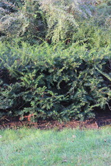 A green bush growing in the garden.