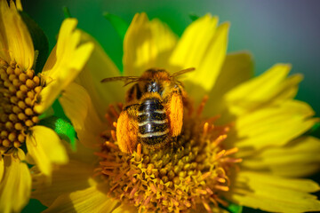 Small bee's back with legs full of pollen on the yellow flower