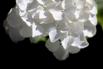 Selective focus of Hydrangea in garden, White ornamental flowers produced from early spring to late...