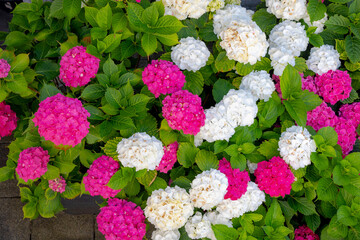 Selective focus of Hydrangea in the garden, Bushes of multi colour purple pink and white ornamental...