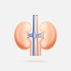 Realistic human kidneys vector illustration with blood vessels, perfect for anatomy, education, healthcare, and medical projects.
