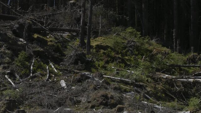 Deforestation on the Forest walk towards singing sands beach on the Ardnamurchan peninsula