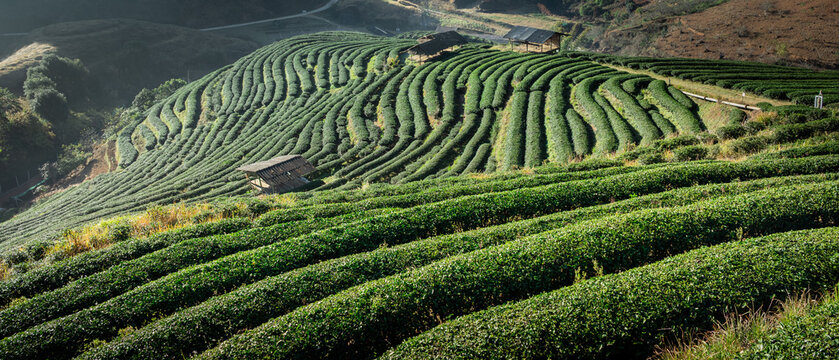 Travel on winter landscape ecotourism, scenery nature sunshine in morning with light mist and ozone in green tea plantation organic farm or rai cha 2000 in valley, Doi Ang Khang, Chiang Mai, Thailand.