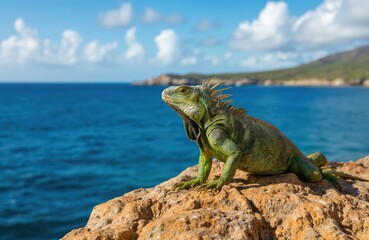 Fototapeta premium Green iguana sits on coastal rock near ocean. Lizard perched on rugged cliff with vast sea view. Perspective from below looks up at reptile, emphasizing size against natural setting.