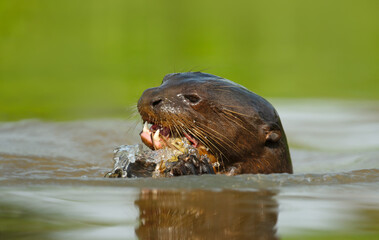 Fototapeta premium Giant otter eating fish in a river in the Pantanal, Brazil