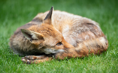 Portrait of a red fox lying curled up with its eyes open and tail wrapped around its face