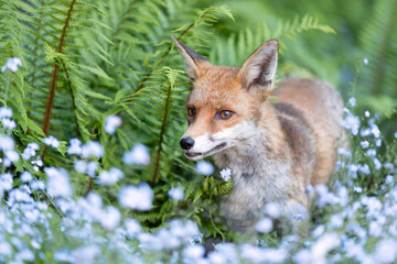 Portrait of a red fox standing in a forest with blue forget-me-not flowers in the foreground