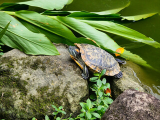 Obraz premium Brazilian Turtle Sunbathing on a Rock in a Park Pond