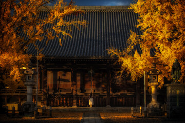Ginkgo leaves and shrine in autumn in Kyoto, Kansai, Japan