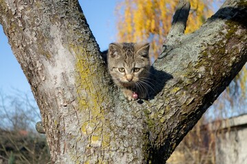 Domestic short-haired kitten breed frightened stuck in tree