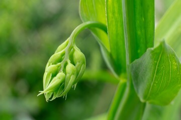 Everlasting pea (lathyrus latifolius) buds in garden with shallow depth of field
