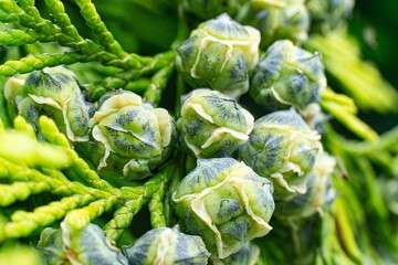 Port Orford cedar or Lawson cypress (Chamaecyparis lawsoniana) plant with buds