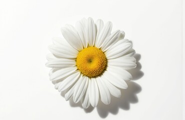 White daisy flower with bright yellow center on gray surface. Single bloom focus with soft light gray background. White petals and yellow center prominent. No other objects in image.