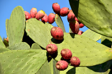 prickly pear cactus
