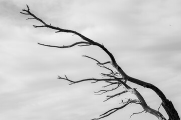 death tre black and white