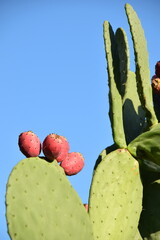 prickly pear cactus