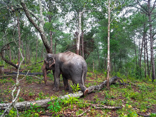 Asian Elephant Scratching its Foot