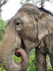 Asian Elephant Using its Trunk