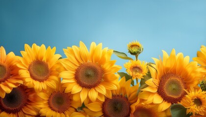 Obraz premium vibrant sunflowers against a soft blue background capturing the essence of summer and natural beauty