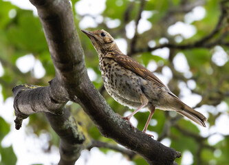 Fototapeta premium Song thrush 