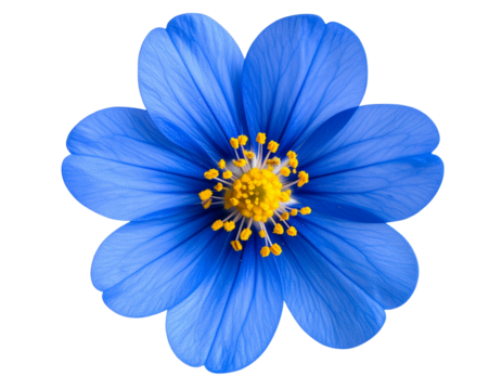  Close-Up of Blue Petaled Flower with Bright Yellow Stamen, Side View Angle, isolated on transparent background PNG