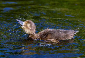 Cute tufted duck splashing water in pond. Adorable young duckling 