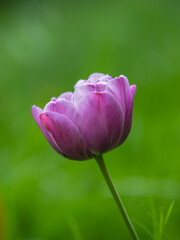 Tulipe mauve © Thierry