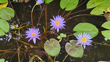 연못 위에 핀 수련과 연잎들, 작은 개구리 포함
